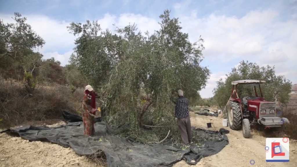 المستوطنون الصهاينة يسرقون زيتون الفلسطينيين