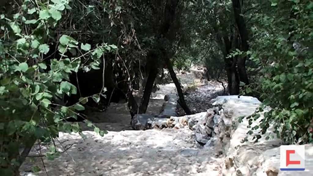 هكذا نحمي آخر واحات أشجار السنديان في الجنوب