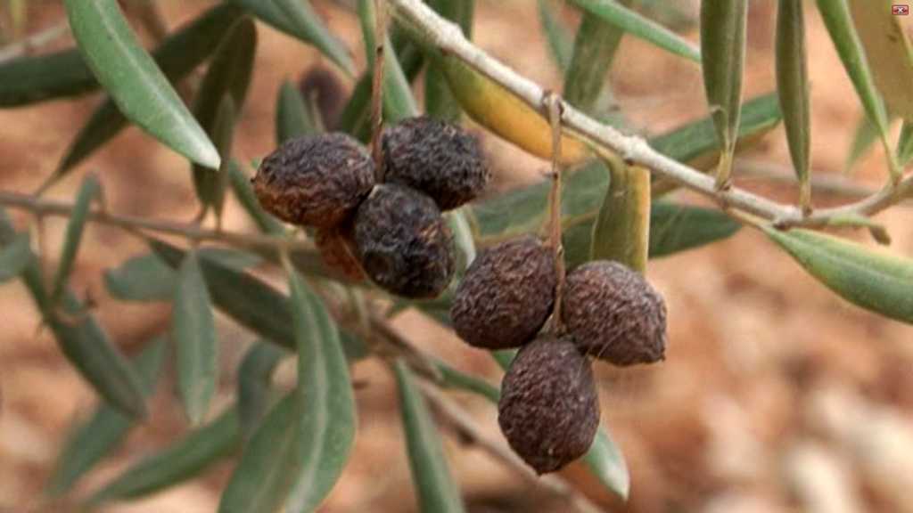 مزارعو الزيتون يستنجدون بوزارة الزراعة بعد موسم ضعيف